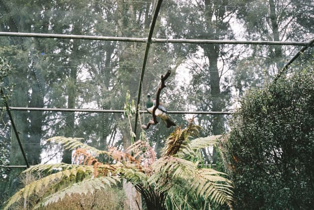 green trees branches leaves foliage netting enclosure forest nature outdoors sky plant trunk wood natural environment canopy mesh structure brown