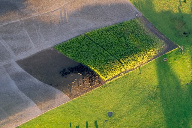 Field Crops Green Yellow Brown Aerial View Agriculture Farmland Grass Soil Shadows Patterns Texture Landscape Nature Outdoors Sunlight Vegetation Earth Geometry Lines Shapes Contrast Rural Farming Cultivation Patchwork Rectangles Plains Terrain
