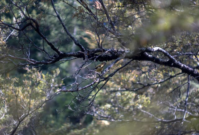 A tree branch with sparse leaves set against a blurred, green forest background bird