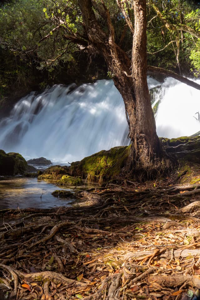 A waterfall cascades behind a tree with exposed roots, surrounded by lush greenery and dappled sunlight