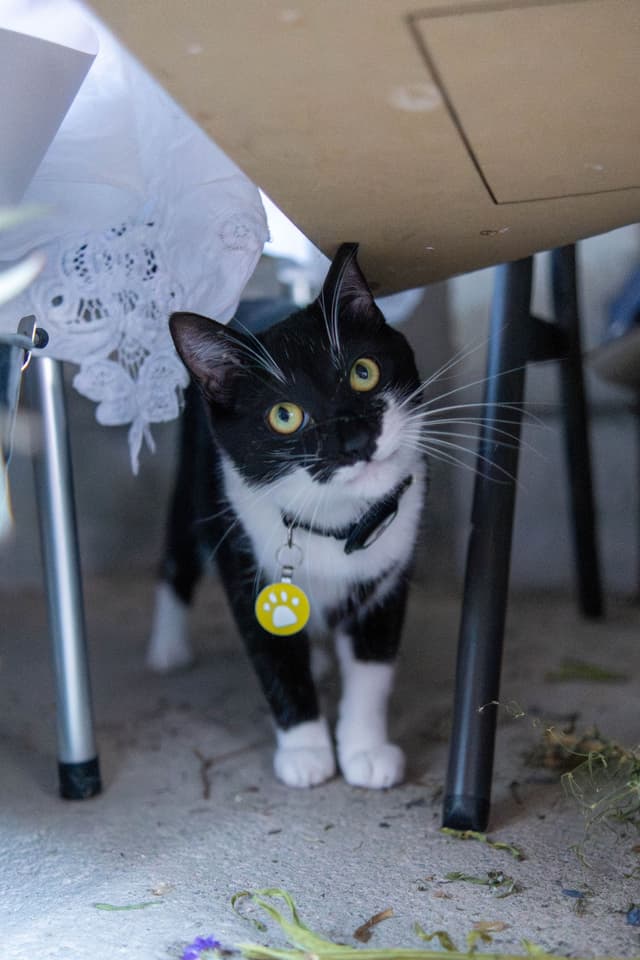 cat black white paws collar tag table chair lace floor yellow eyes green leaves shadow light curiosity whiskers fur ears nose tail sitting standing looking alert indoors furniture decoration fabric texture pattern animal pet domestic cute playful hiding exploring observing primary color black