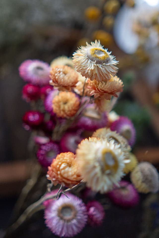 Flowers Blooms Petals Stems Dried flowers Pink Yellow Orange Red White Green Brown Bouquet Nature Floral Arrangement Close-up Soft focus Bokeh Texture Natural Beauty Colorful Delicate Pastel Garden Plant Botany Primary color: Pink