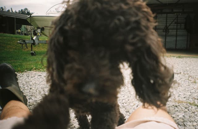 dog poodle curly fur grass gravel legs shoes building outdoor brown black green sky clouds fence barn farm field animal pet paw nose floppy ears playful summer day light shadow texture close-up perspective background foreground blurry focus natural environment rural landscape