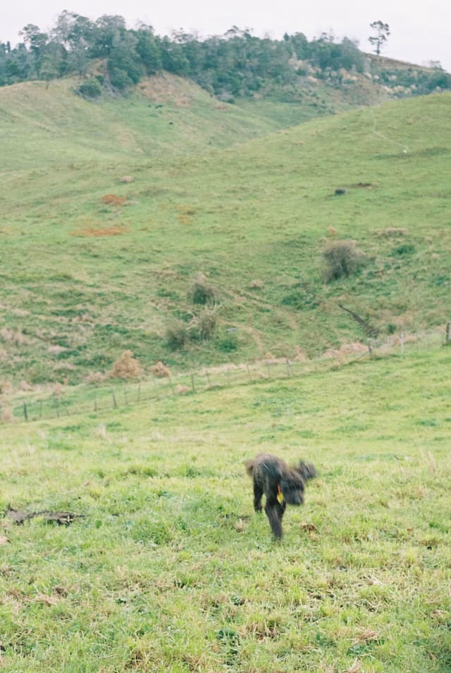grass hill landscape dog greenery field nature outdoors countryside pasture meadow hillside trees sky rural scenery green