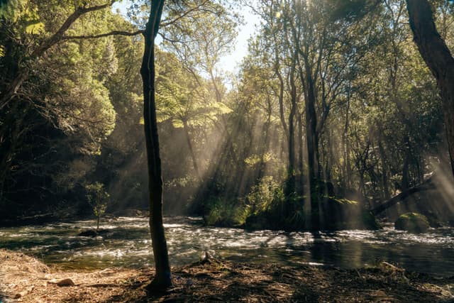 A serene forest scene with sunlight streaming through the trees, illuminating a gentle stream below