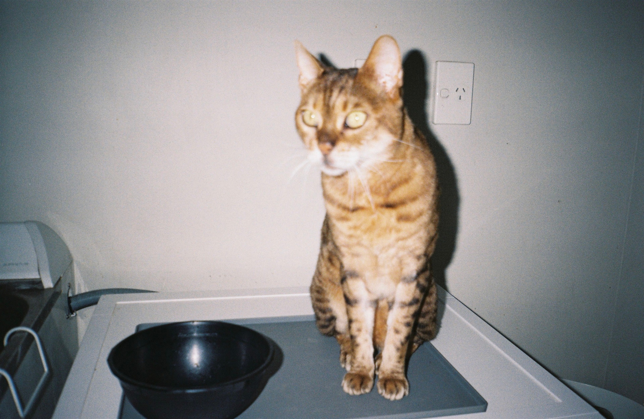 cat feline bowl black gray countertop wall light switch whiskers fur stripes sitting domestic animal pet primary brown