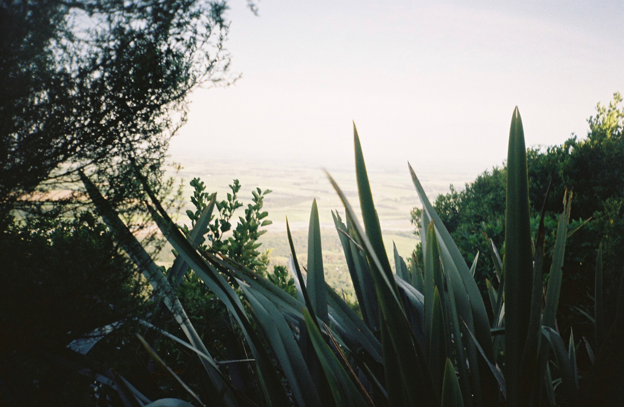 greenery plants leaves foliage landscape nature sky horizon trees branches sunlight outdoor scenic view primary green
