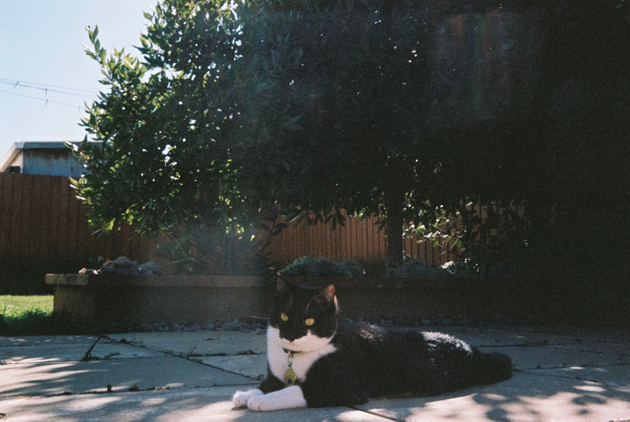 cat black white outdoor garden tree fence sunlight shadow patio grass sky green
