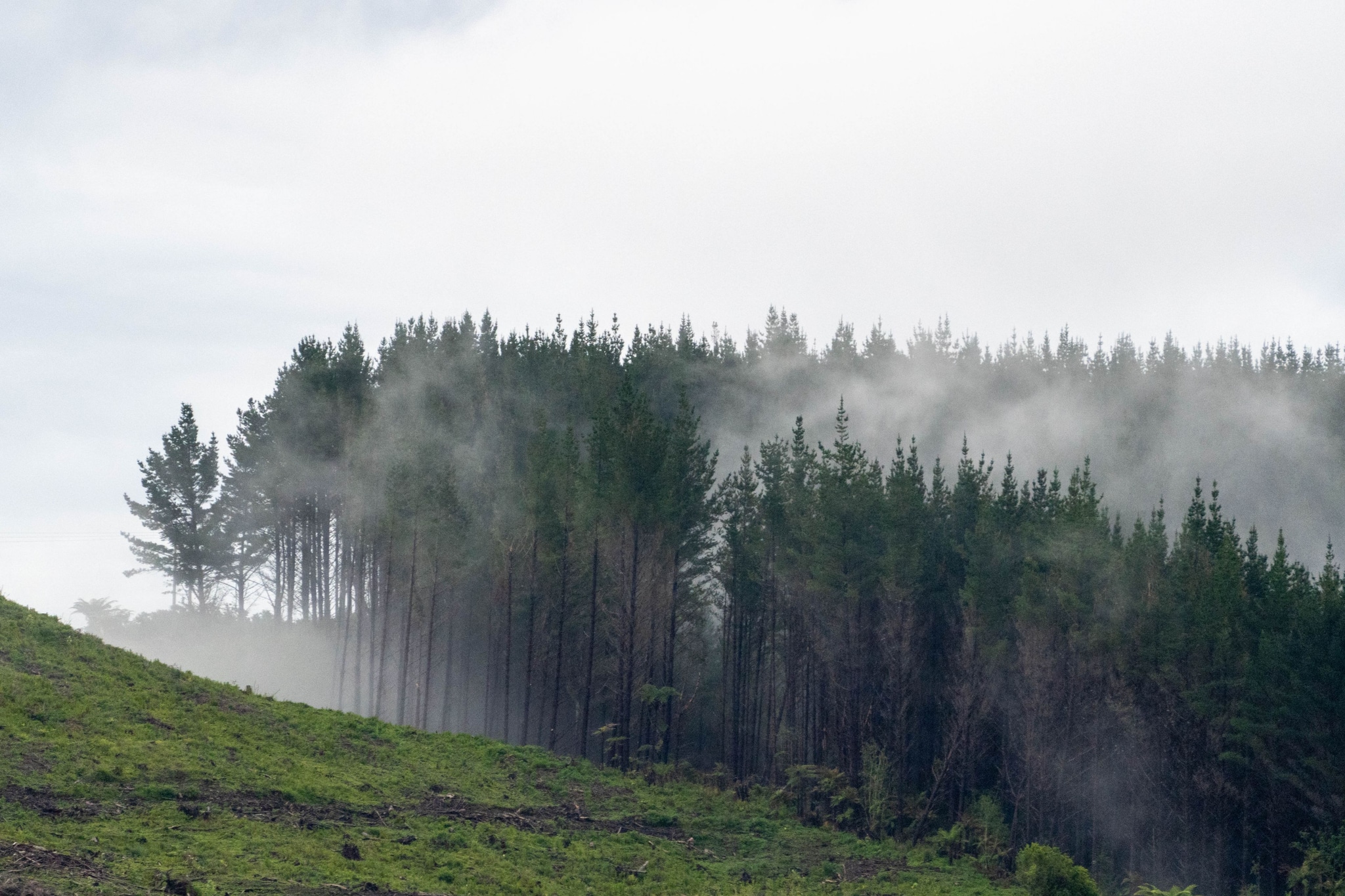 Forest Trees Mist Fog Green Hill Slope Pine Nature Landscape Outdoors Scenery Cloudy Overcast Vegetation Woodland Tranquil Calm Peaceful Natural Environment Wilderness Dense Lush Foliage Atmospheric Serene Quiet Remote Primary Green