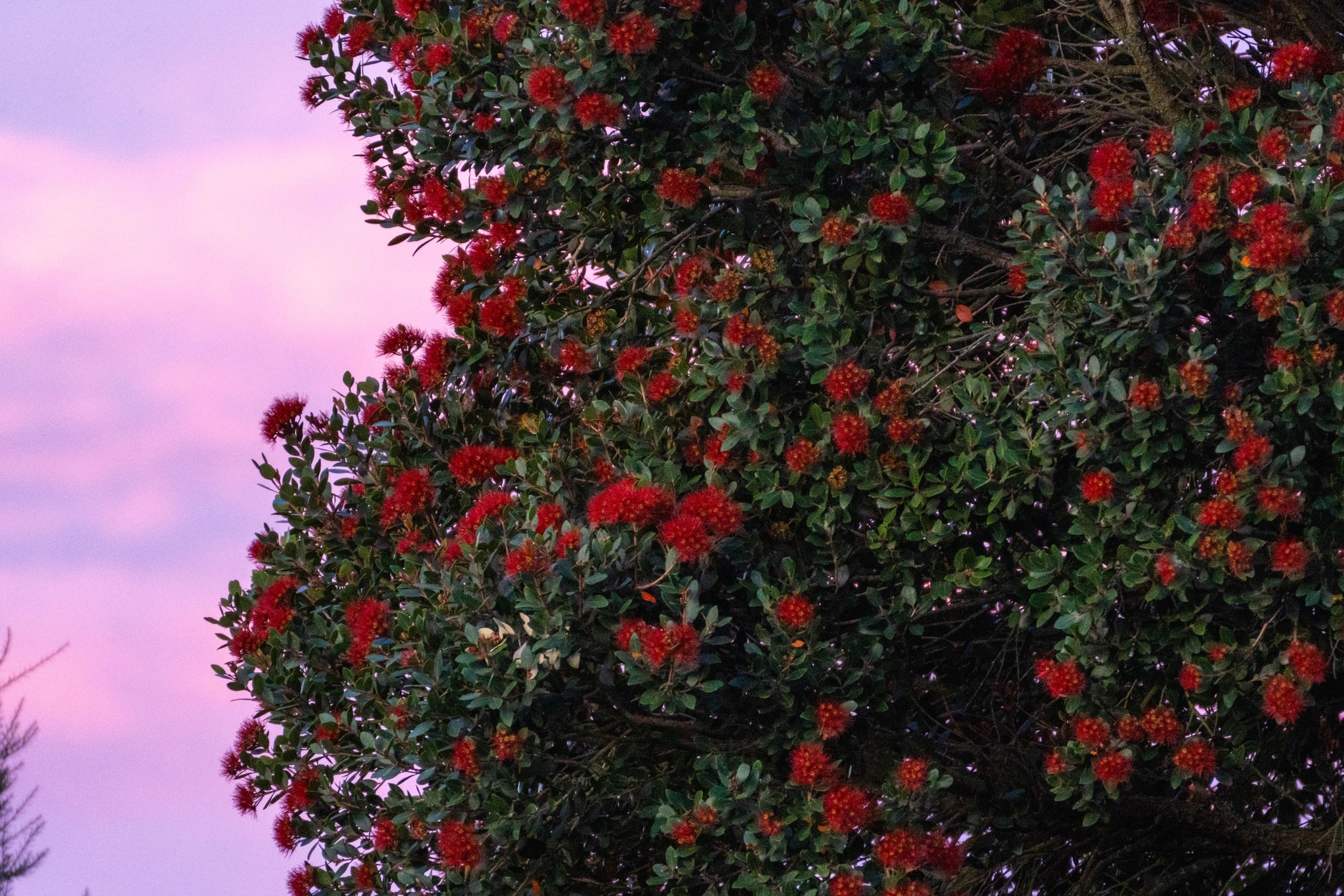 Tree Flowers Red Green Leaves Sky Pink Nature Blossom Blooming Foliage Branches Outdoors Plant Garden Scenic Landscape Flora Spring Summer Natural Environment Colorful Vibrant Lush Botanical Petals Shrub Bush Vegetation