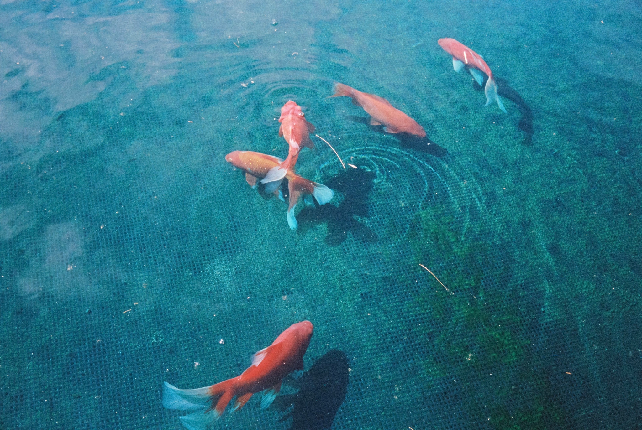Fish Water Pond Koi Ripples Swimming Aquatic Nature Underwater Blue Red Orange Green Reflection Surface Peaceful Calm Natural Environment Tranquil Serene Harmony Wildlife Marine Life Colorful Peaceful Primary