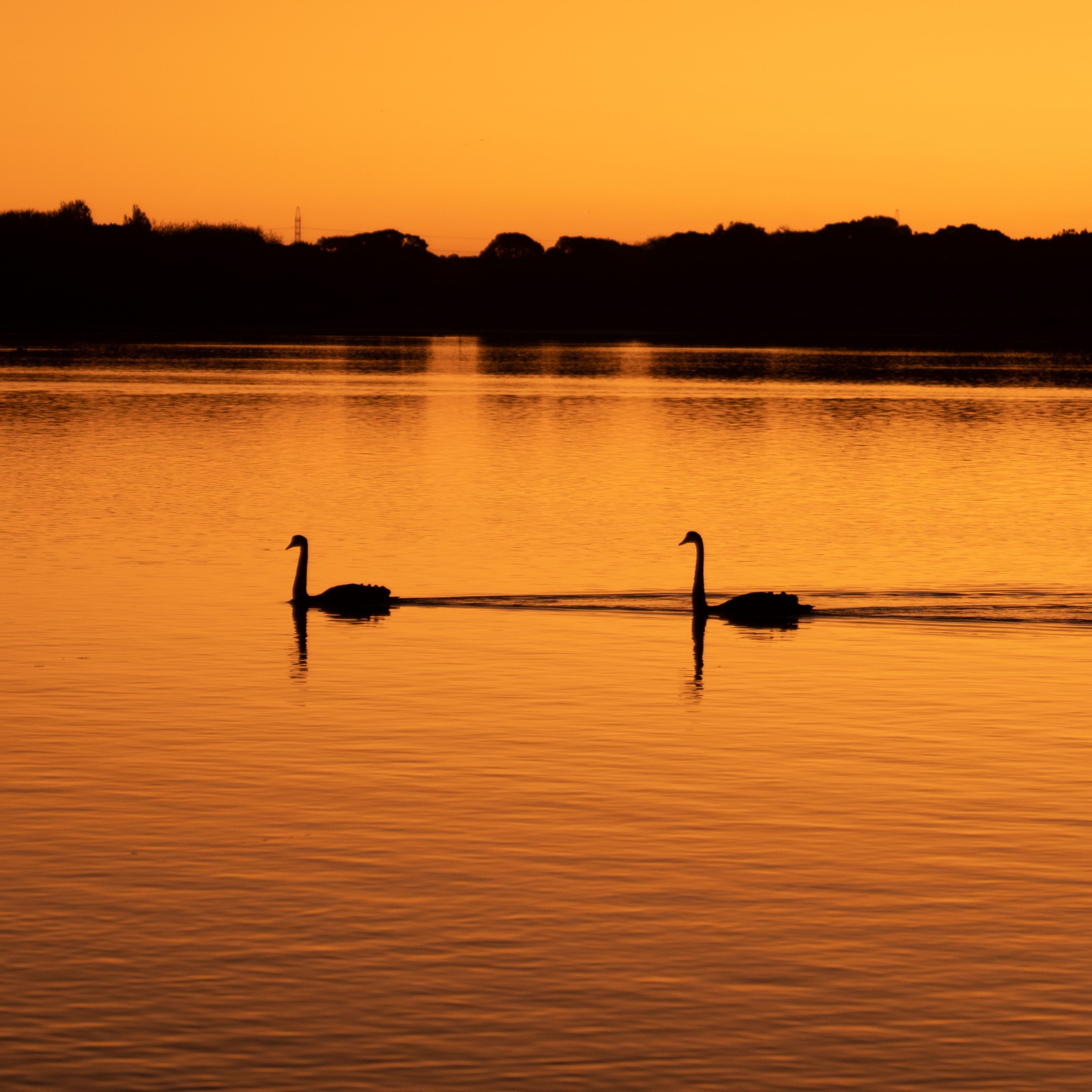 Swan at sunset