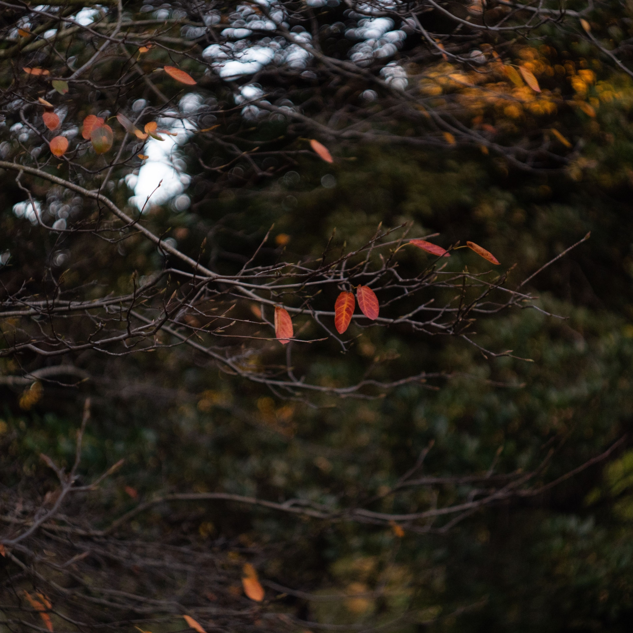 leaves branches tree autumn foliage nature outdoors forest brown red orange green dark light shadow texture background blur bokeh season plant twig natural environment scenery landscape moody peaceful tranquil serene calm quiet primary