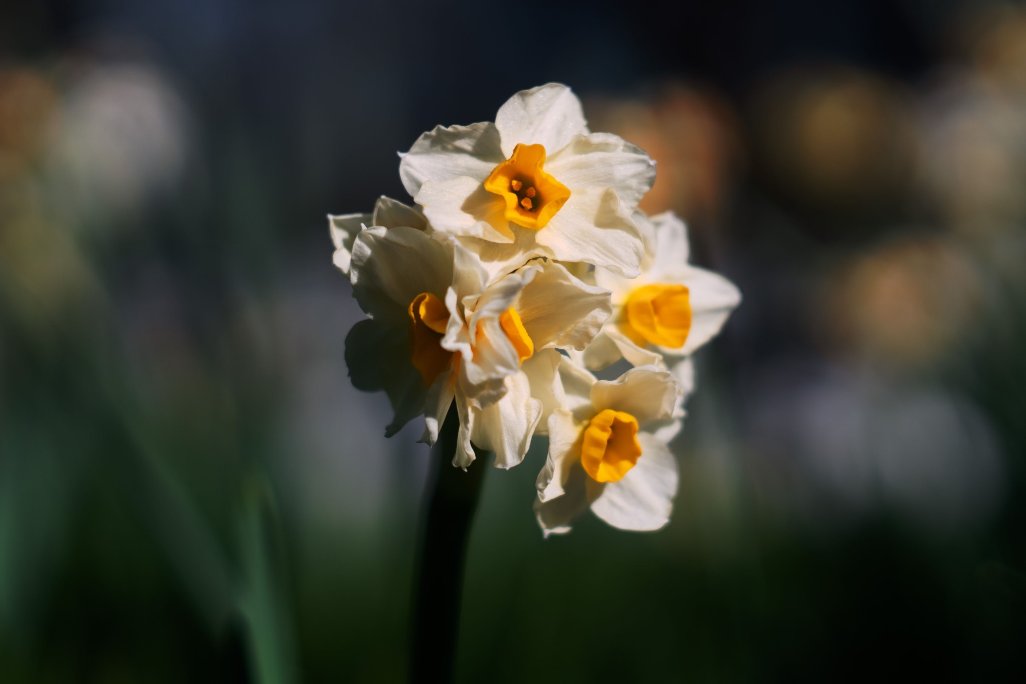 Flower Daffodil Petals Bloom Blossom Nature Plant Garden Yellow White Green Stem Spring Closeup Macro Outdoor Flora Botany Natural Beauty Bright Fresh Leaf Background Sunlight Bokeh Floral Delicate Soft Vibrant