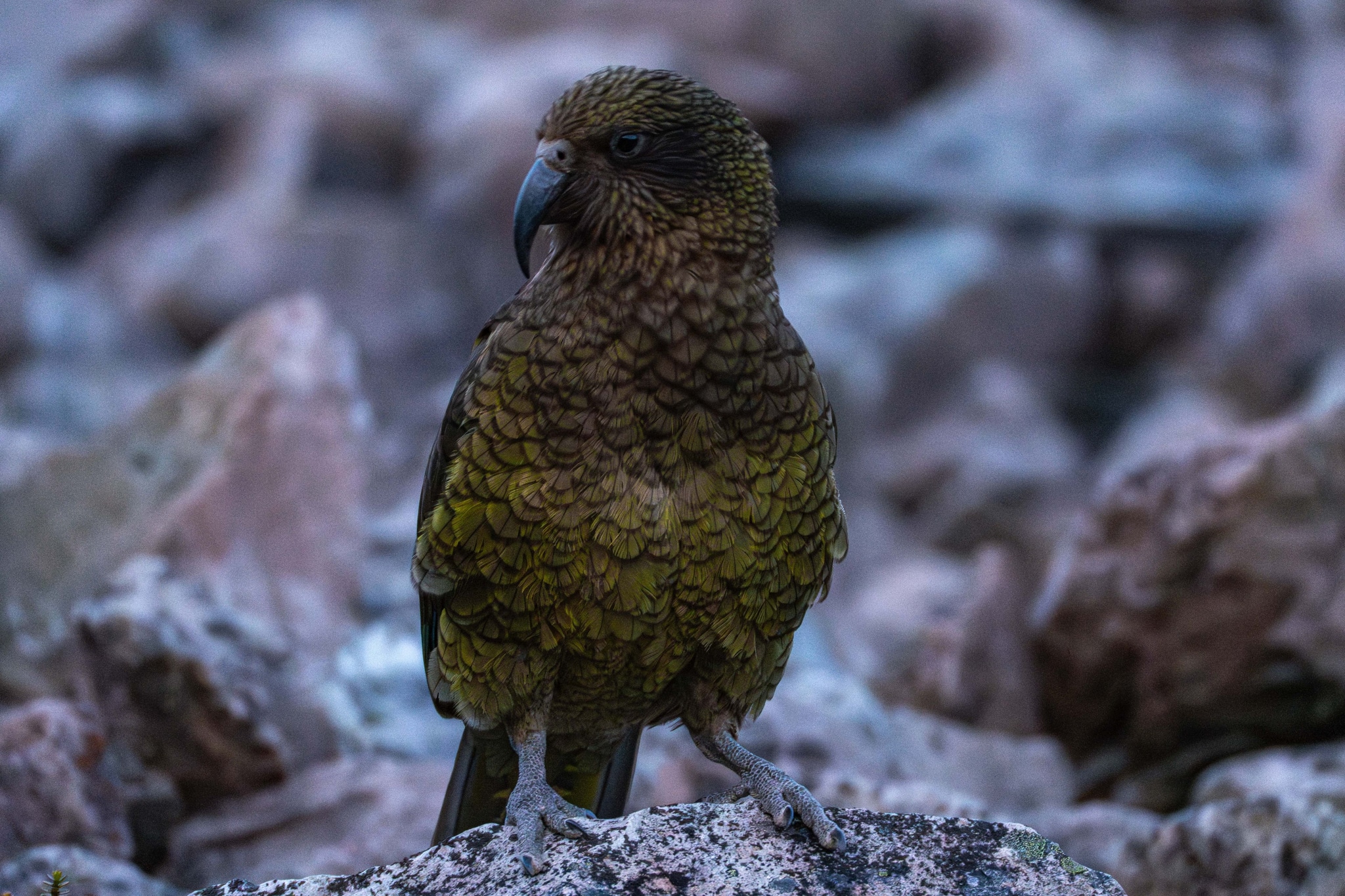 A kea, a large parrot native to New Zealand, stands on rocky terrain with a blurred background