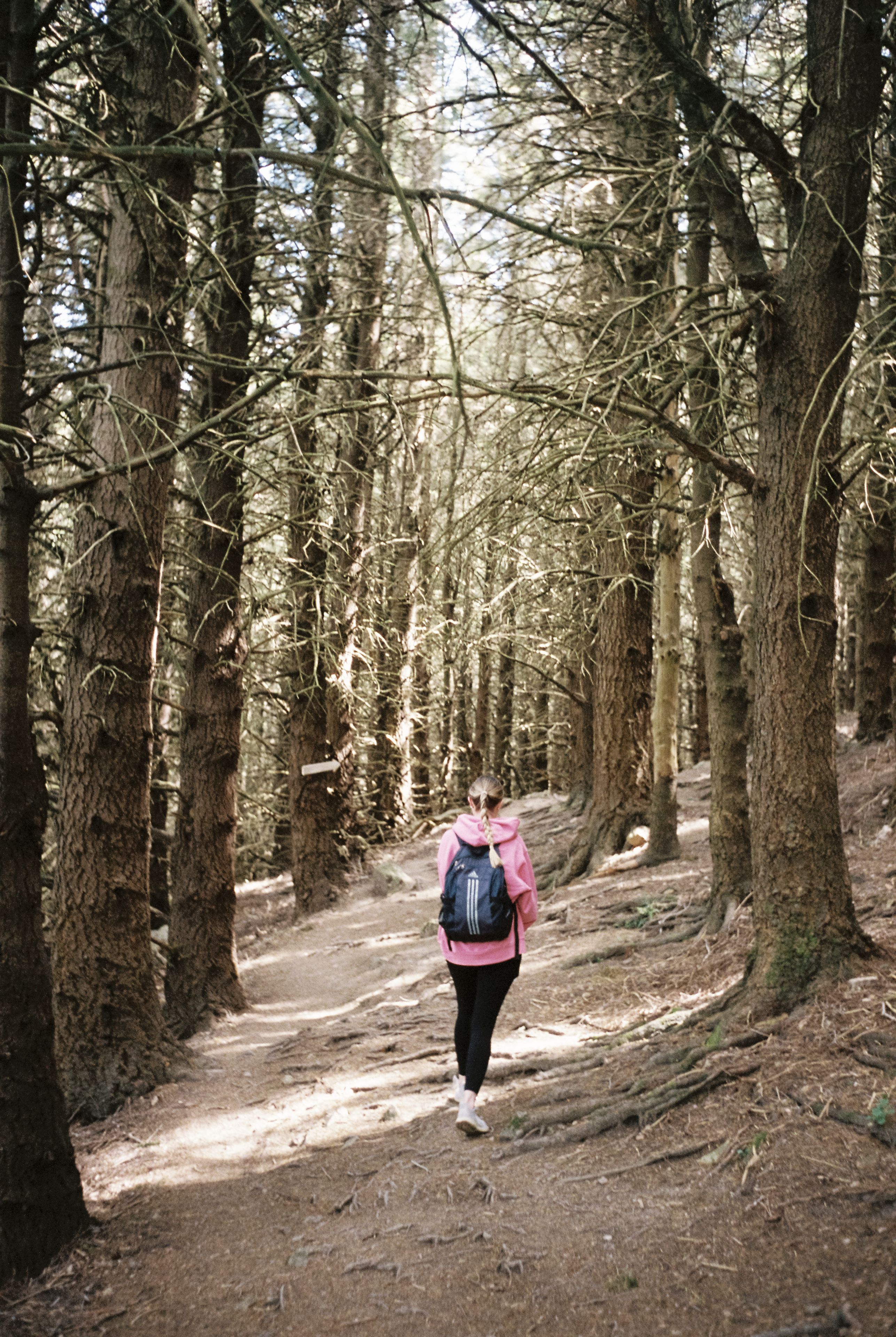 forest trees path trail hiker backpack pink jacket walking nature woods outdoor sunlight branches leaves dirt ground trunks shadows green brown exploration adventure solitude peaceful serene natural environment daytime journey trekking hiking primary color brown