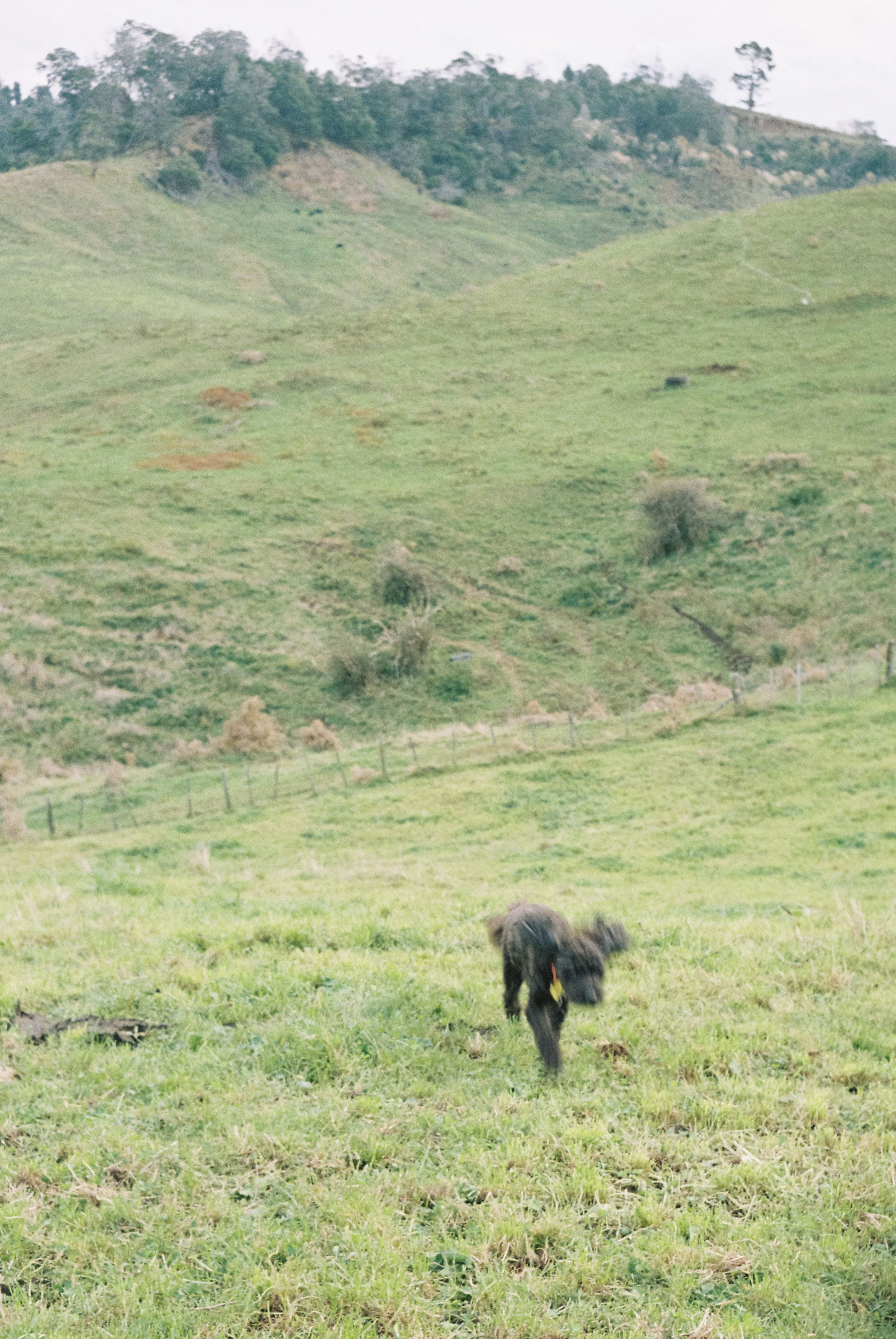 grass hill landscape dog greenery field nature outdoors countryside pasture meadow hillside trees sky rural scenery green