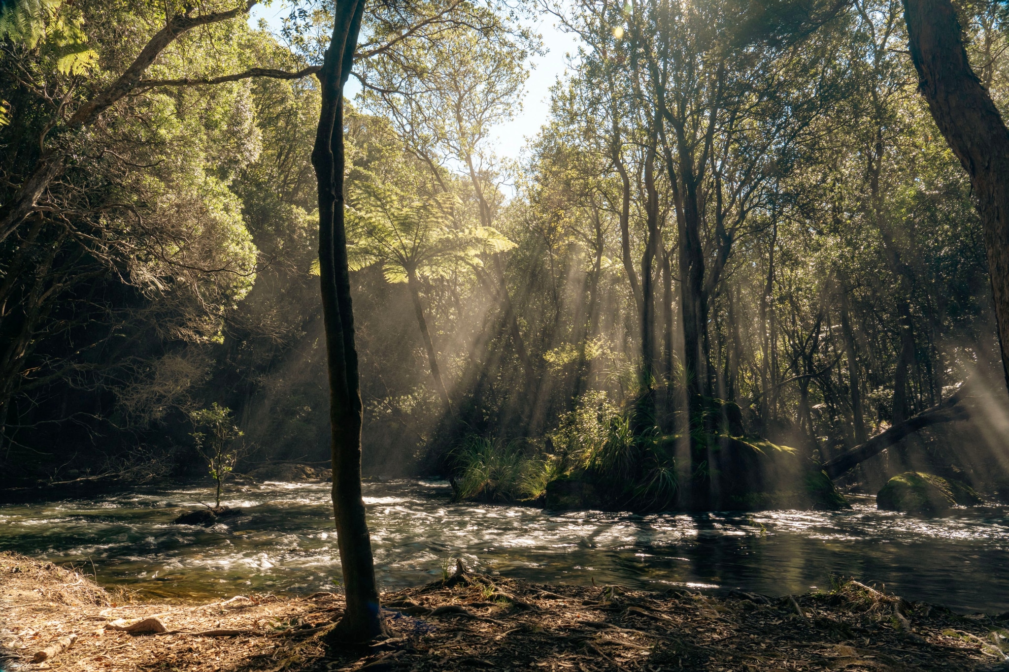 A serene forest scene with sunlight streaming through the trees, illuminating a gentle stream below